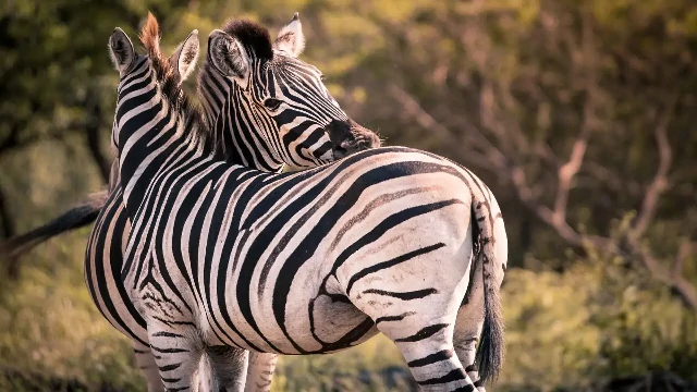 FAUNE ET SAFARI
